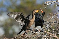 Double-crested Cormorant